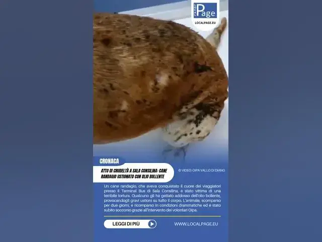 'Video thumbnail for Terribile atto di crudeltà a #SalaConsilina : cane #randagio ustionato con #oliobollente.'
