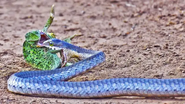 Video thumbnail for Chameleon Fights Back at Striking Snake