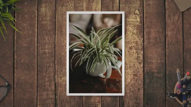 'Video thumbnail for Growing and Taking Care of Spider Plants A Complete Guide'