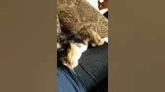 'Video thumbnail for Hilarious Kitty Video: Please Don't Interrupt My Beauty Sleep #shorts'