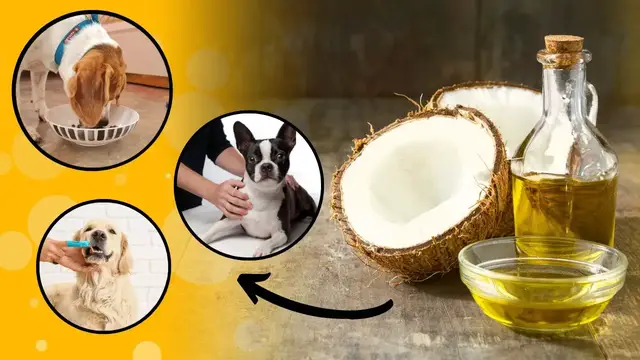 Video thumbnail for 5 Uses of Coconut Oil for Dogs (Based on Studies)