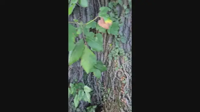 Video thumbnail for How to Identify Poison Ivy Contrasted with Virginia Creeper