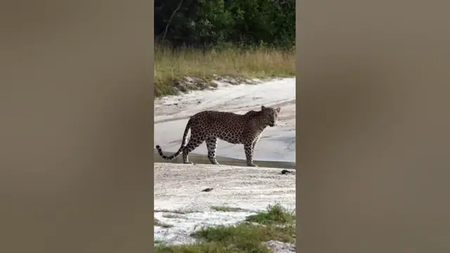 Video thumbnail for Beautiful Leopard #shorts