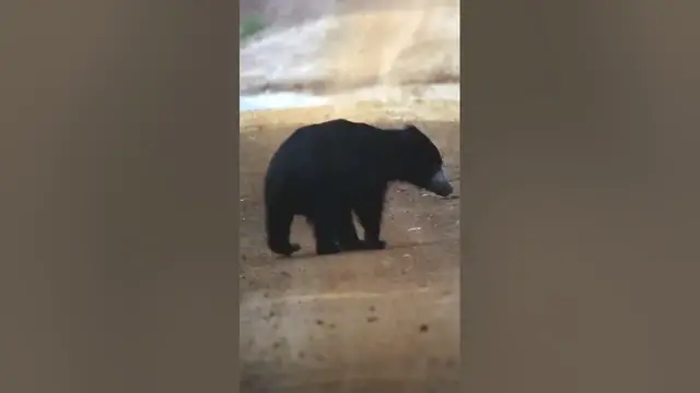 Video thumbnail for Sloth bear | pooping #shorts