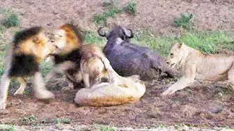 Video thumbnail for BUFFALO ESCAPES AS LIONS TRY TO CHASE & KILL IT