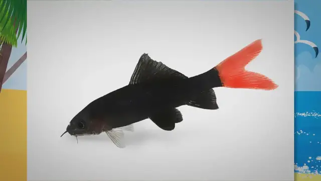 Video thumbnail for Red Tail Shark Care Guide & Species Profile