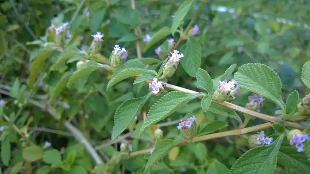 Video thumbnail for What Are The Benefits Of Lippia Alba?