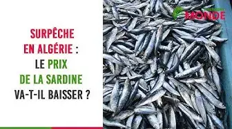 Video thumbnail for 🐟​ Surpêche en Algérie : Le prix de la sardine va-t-il baisser ?