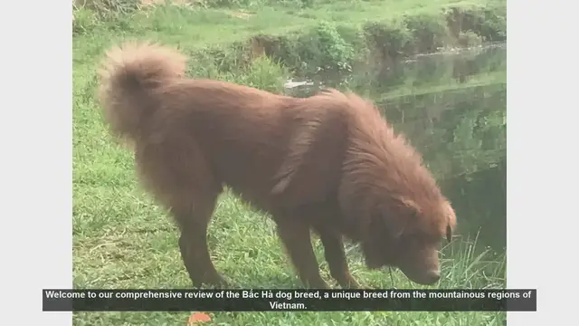 Video thumbnail for Bắc Hà Dog Breed Review: Pros and Cons of Owning This Unique Vietnamese Dog