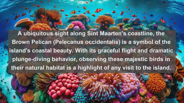 Video thumbnail for Discovering Sint Maarten's Hidden Wildlife: Top 10 Native Animals