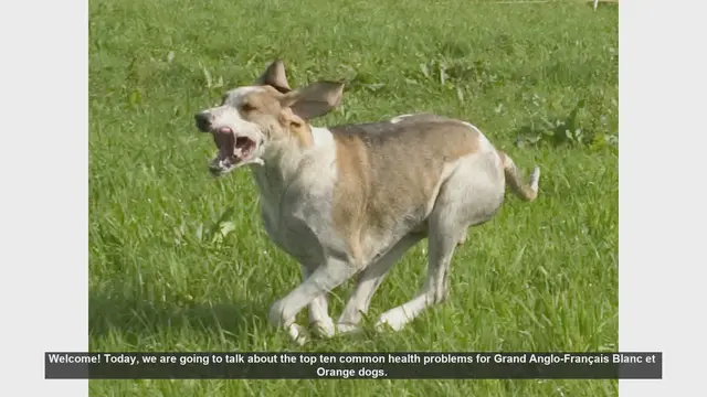 Video thumbnail for Top 10 Health Issues in Grand Anglo-Français Blanc et Orange Dogs