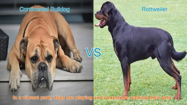 Video thumbnail for Comparing Continental Bulldog and Rottweiler: Breed Overview & Comparison