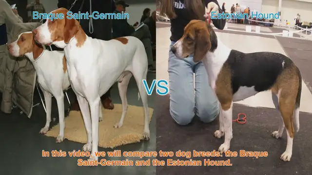 Video thumbnail for Braque Saint-Germain vs. Estonian Hound: A Comprehensive Comparison