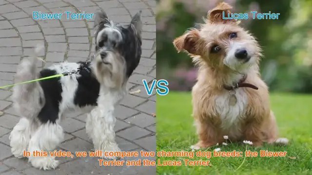 Video thumbnail for Biewer Terrier vs. Lucas Terrier: A Comparison of Charming Dog Breeds