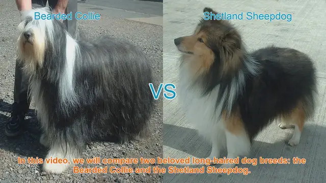 Video thumbnail for Bearded Collie vs. Shetland Sheepdog: A Comparison of Long-Haired Dog Breeds