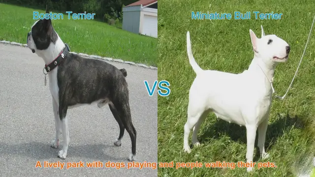 Video thumbnail for Boston Terrier vs. Miniature Bull Terrier: A Breed Comparison