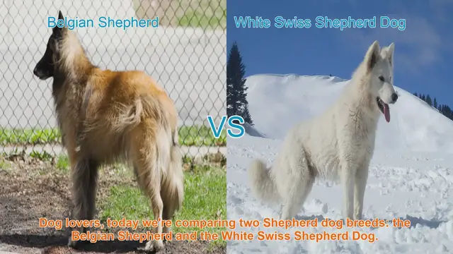Video thumbnail for Belgian Shepherd vs. White Swiss Shepherd Dog: A Comparison