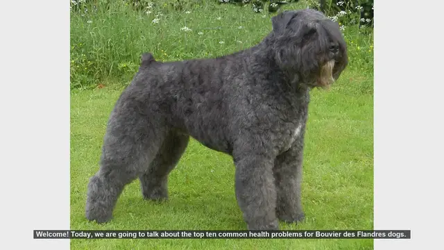 Video thumbnail for Top 10 Common Health Problems in Bouvier des Flandres Dogs