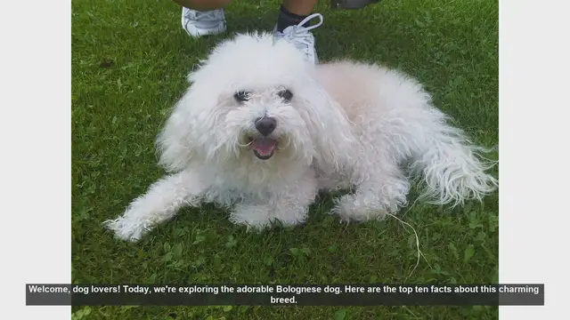 Video thumbnail for Top 10 Fascinating Facts About Bolognese Dogs