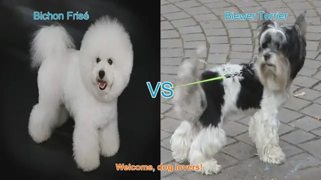 Video thumbnail for Bichon Frisé vs. Biewer Terrier: A Comprehensive Breed Comparison