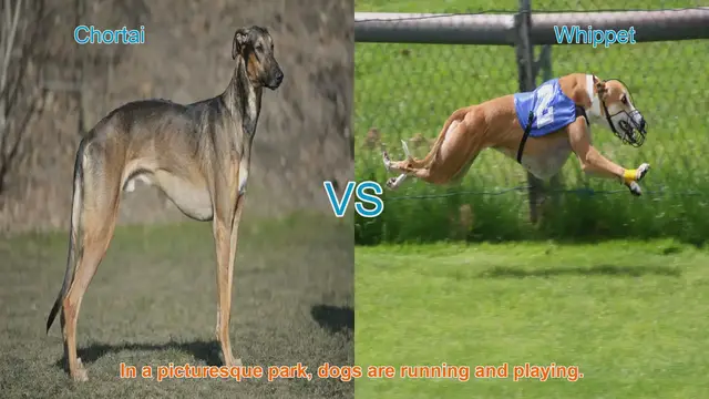 Video thumbnail for Chortai vs. Whippet: A Comprehensive Breed Comparison