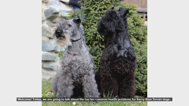 Video thumbnail for Top 10 Common Health Problems in Kerry Blue Terriers