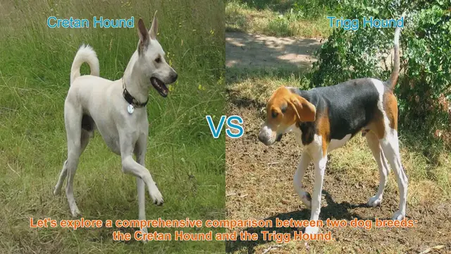 Video thumbnail for Comparing Cretan Hound and Trigg Hound: A Comprehensive Guide