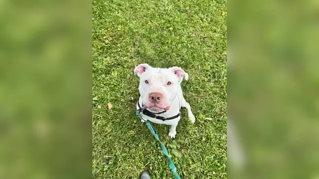 Video thumbnail for Pet of the Week 10/14/22