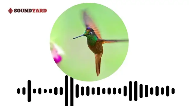 Video thumbnail for Rainbow Starfrontlet Hummingbird Sound | Rainbow Starfrontlet Call | Rainbow Starfrontlet Song