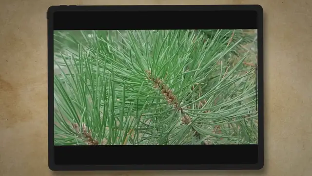 'Video thumbnail for Pine Wood Properties | Types of Pine Trees and Uses'