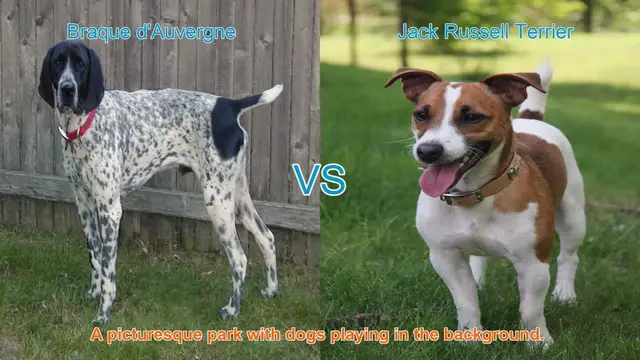 Video thumbnail for Exploring Braque d'Auvergne and Jack Russell Terrier: Origins, Characteristics, and Care