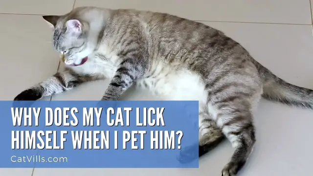 Video thumbnail for WHY DOES MY CAT LICK HIMSELF WHEN I PET HIM?