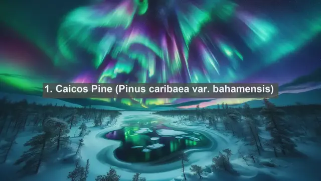 Video thumbnail for Exploring the Botanical Gems of Turks and Caicos: Top 10 Native Flora Revealed