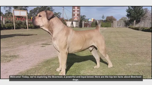 Video thumbnail for Top 10 Fascinating Facts About Boerboel Dogs