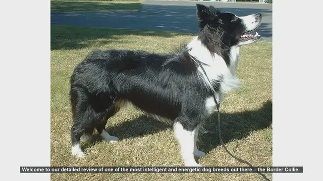 Video thumbnail for Border Collie: The Ultimate Guide to an Intelligent and Energetic Breed