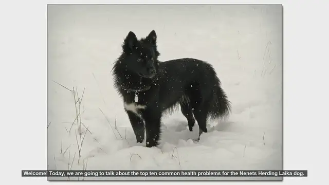 Video thumbnail for Top 10 Common Health Problems in Nenets Herding Laika Dogs