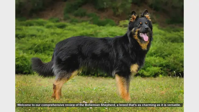 Video thumbnail for Bohemian Shepherd: The Ultimate Guide to a Loyal and Versatile Breed