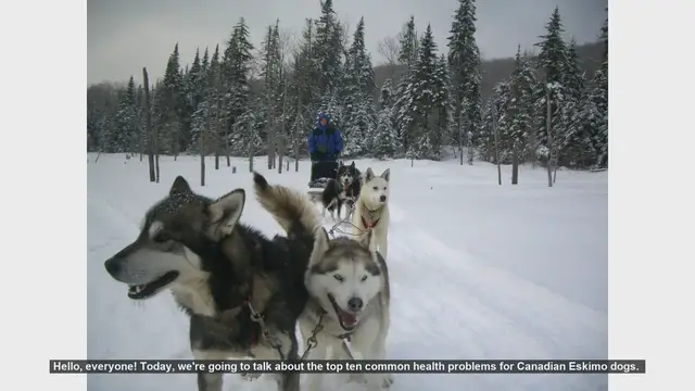 Video thumbnail for Top 10 Common Health Problems in Canadian Eskimo Dogs