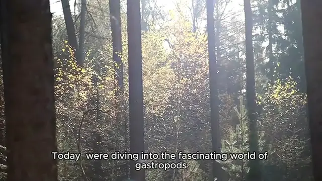 Video thumbnail for Chicken Of The Woods Recipe