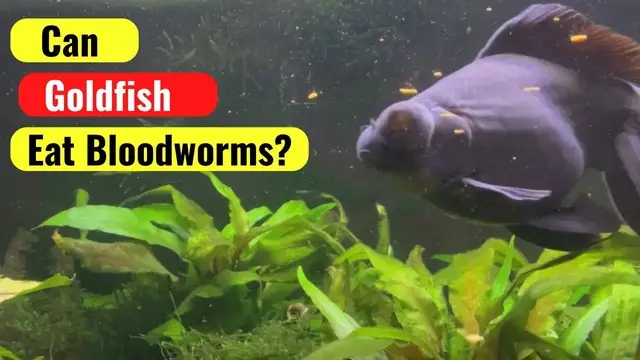 Video thumbnail for CAN GOLDFISH EAT BLOODWORMS? - Do bloodworms make for a good food for fancy goldfish?