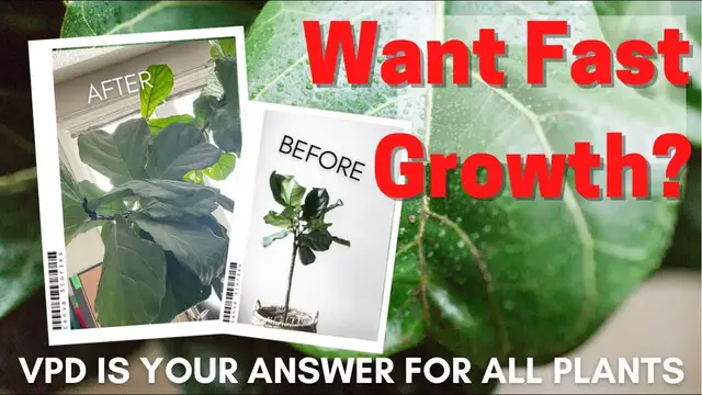 Video thumbnail for How To Get Houseplants To Grow Fast With Science. Why Vapour Pressure Deficit Matter For Houseplants