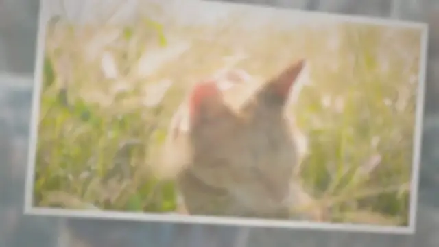 'Video thumbnail for Why do cats eat grass?'