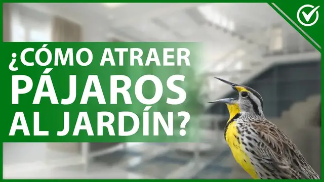 'Video thumbnail for 🐦 Cómo atraer la ATENCIÓN de los PÁJAROS al JARDÍN de mi casa - Diferentes métodos 🏡🐦'