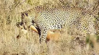 Video thumbnail for Extremely Quick Leopard Kill