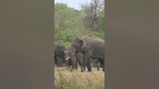 Video thumbnail for Single tusked male elephant #shorts