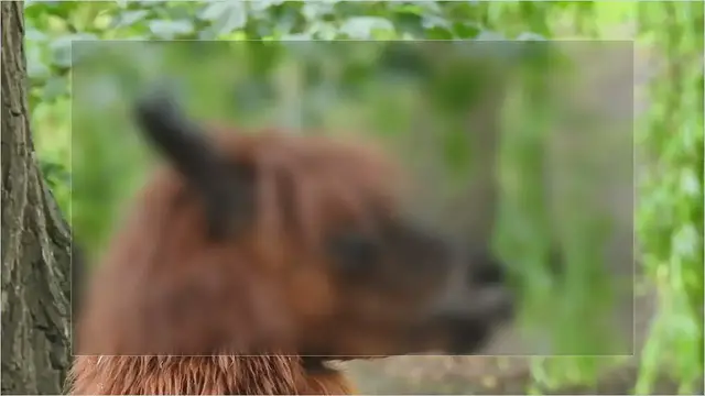 Video thumbnail for Are Alpacas Dangerous