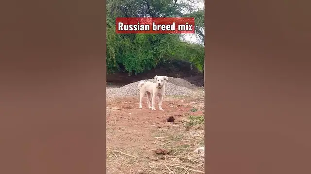 'Video thumbnail for Russian dog Breed mix #dog #shorts'