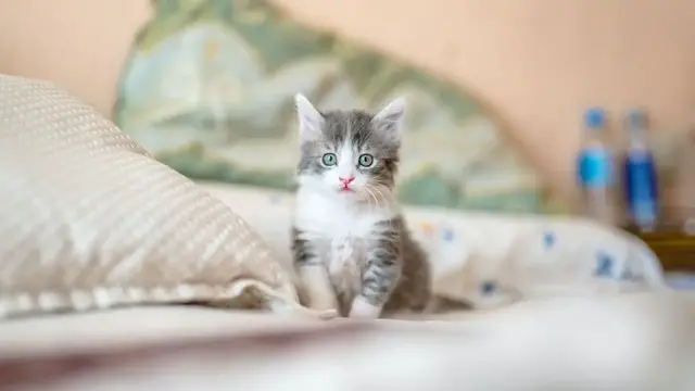 Video thumbnail for Koty domowe – jak się nimi zajmować? Sprawdź, jak zadbać o kota!