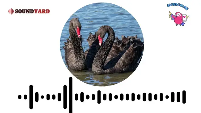 Video thumbnail for Black Swan Sound, Call, Song and Noise [Audiogram Version]