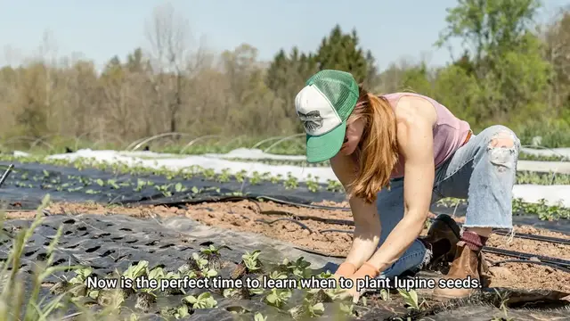Video thumbnail for When To Plant Lupine Seeds?
